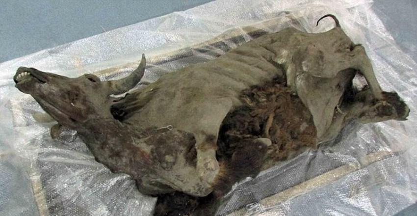 美国南达科塔州奥尔加-波塔波瓦(Olga Potapova)博士说：“这是一项非常罕见的考古发现，它是迄今发现相对完整的三具野牛木乃伊之一，并且是保存最完整的一