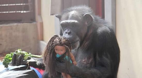 科学家最新研究显示黑猩猩具有社交天性