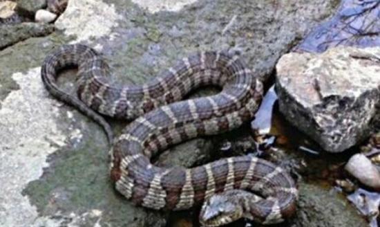 美国芝加哥西郊的小城内珀维尔近日出现大量蛇类