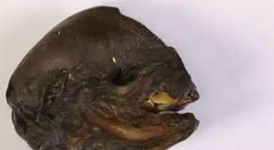 俄罗斯圣彼德堡附近河岸发现疑似“外星人”的不明生物残骸