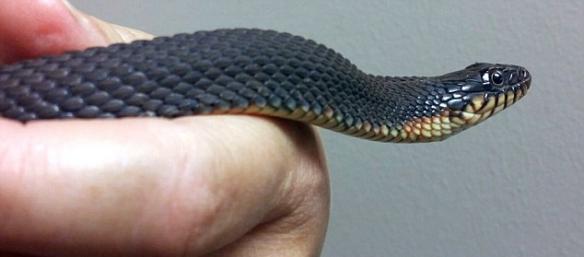 美国密苏里州一条雌性黄腹水蛇在没有任何异性伴侣情况下两度产下小蛇