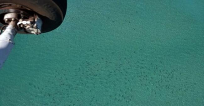 美国佛罗里达海岸上千头鲨鱼聚集
