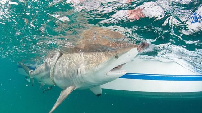 美国佛罗里达海岸上千头鲨鱼聚集