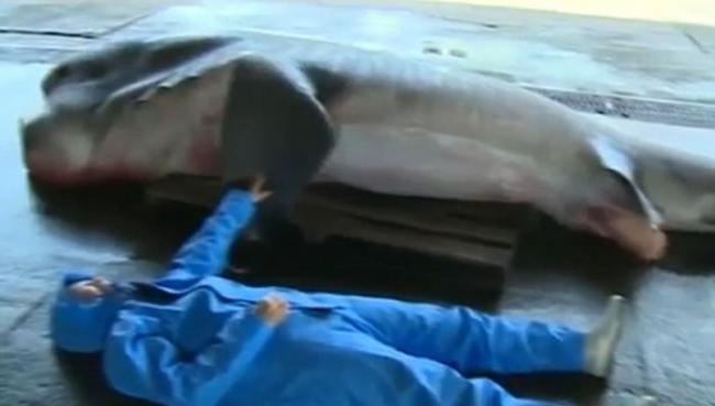 日本渔民意外捕获罕见5米长巨口鲨
