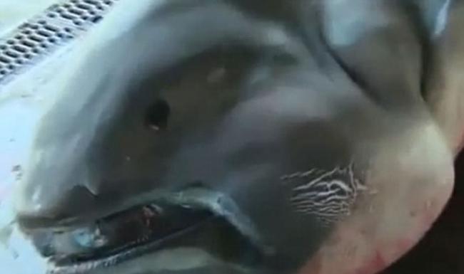 日本渔民意外捕获罕见5米长巨口鲨