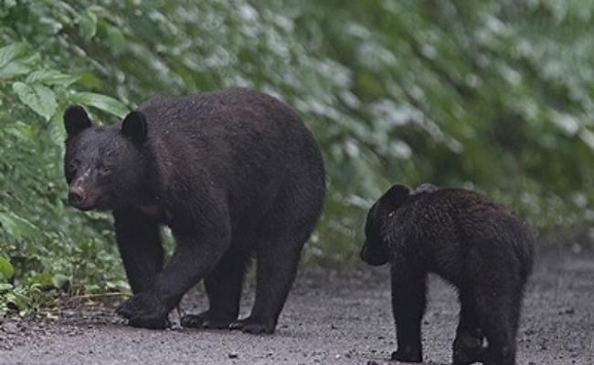黑熊经常在日本山林出没。（资料图片）