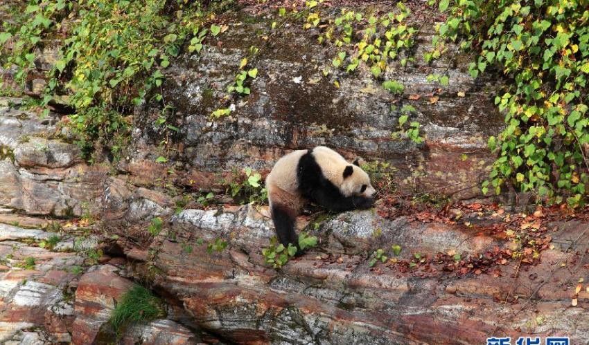 陕西省太白县黄柏塬发现野生大熊猫
