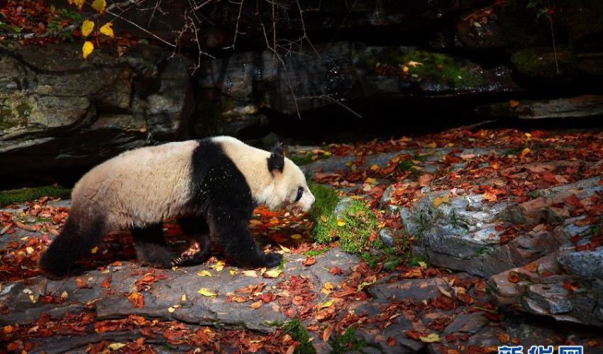 陕西省太白县黄柏塬发现野生大熊猫