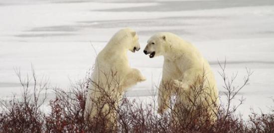 以色列女摄影师在加拿大近距离拍摄北极熊