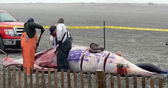 美国海岸5米鲸鱼尸体遭涂鸦