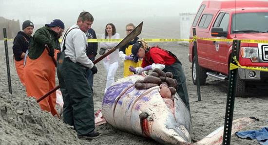 美国海岸5米鲸鱼尸体遭涂鸦