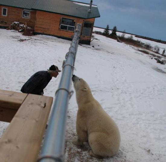 以色列女摄影师在加拿大近距离拍摄北极熊