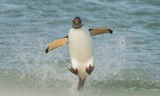 其中一幅得奖作品中，可见企鹅在海边跃起，状甚调皮。