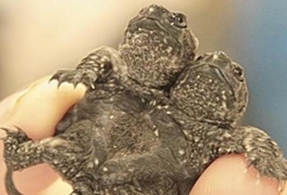 美国阿肯色州东北部一个乌龟养殖场发现“双头乌龟”