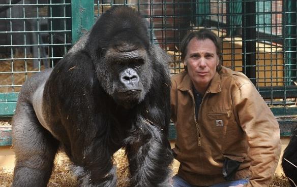 阿斯皮诺尔将其野生动物园的大猩猩送回非洲野外放生