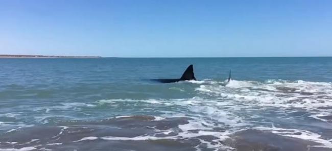 墨西哥大白鲨追杀刺鳐沙滩搁浅 两兄弟上前查看却被巨大刺鳐扎伤
