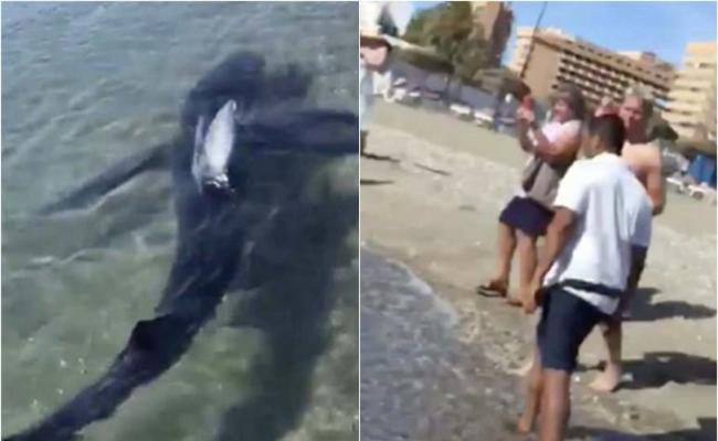 3米长大青鲨突闯西班牙安达卢西亚著名度假胜地太阳海岸
