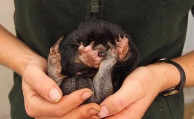 澳洲塔龙加动物园30年来首迎3只小短吻针鼹出生