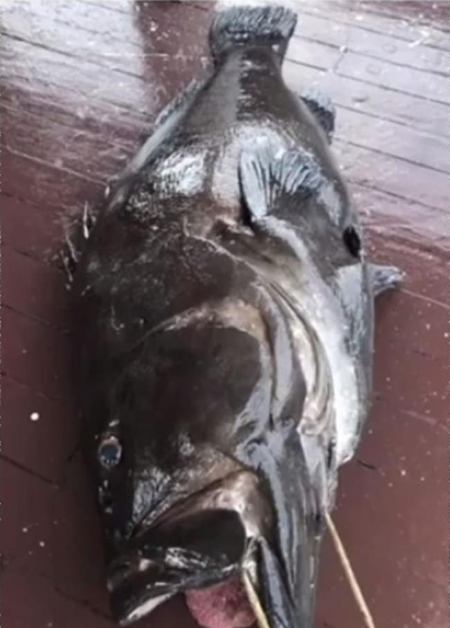 福建厦门钓鱼爱好者在南海水域钓获100公斤重巨型石斑鱼