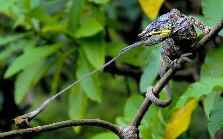 斯巴拉利亚捕捉蜥蜴猎食一刻的照片，夺得大奖。