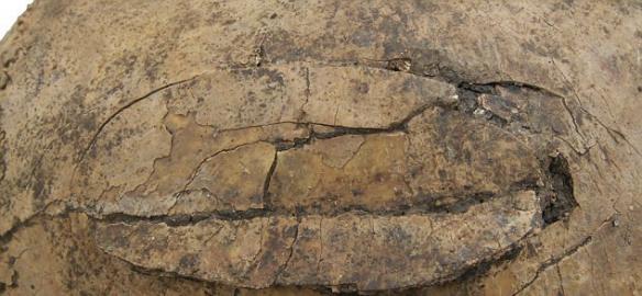 科学家在德国法兰克福附近发现7000年前集体墓穴，成为欧洲石器时代发生的大屠杀的珍贵证据。