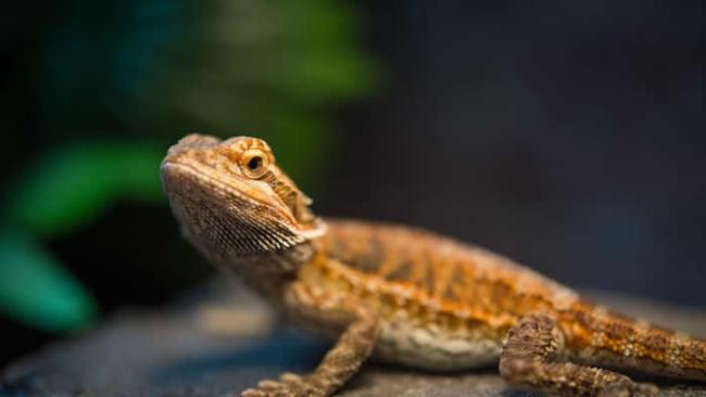 在较暖温度中孵育的髭颊蜥（bearded dragon）成年后学习速度较慢。 PHOTOGRAPH BY JOEL SARTORE, NATIONAL GEOG