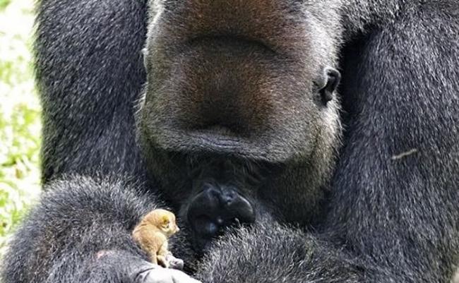 “最萌身型差”：非洲喀麦隆保育区体型庞大西部低地大猩猩呵护小婴猴