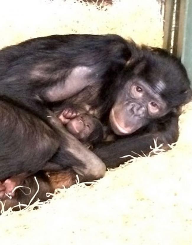 英国瓦立克郡的Twycross动物园诞生一只濒危倭黑猩猩