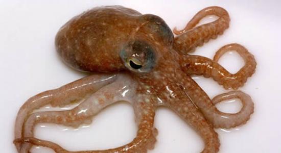 章鱼进化出巧妙办法避免自己的触手打结