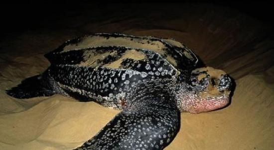 美国南加州约基南小岛保护区沙滩发现一只搁浅的巨型棱皮龟