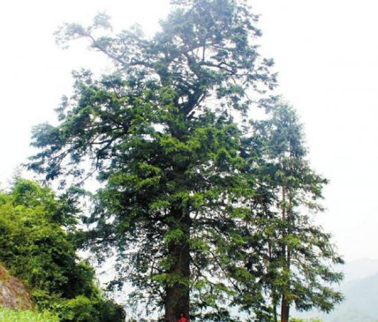 四川达州万源市长石乡发现2000年古枞树 传说三国时张飞曾在这拴战马