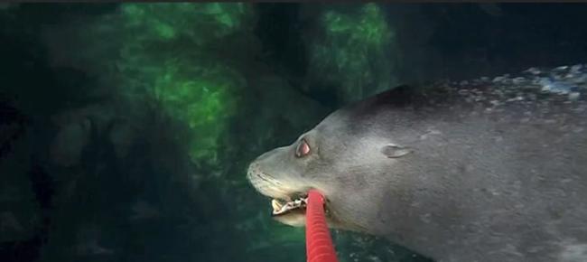 美国水族馆海狮Milo学会用“自拍棍”