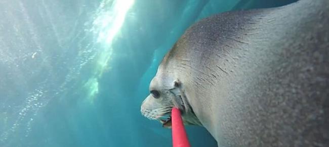 美国水族馆海狮Milo学会用“自拍棍”