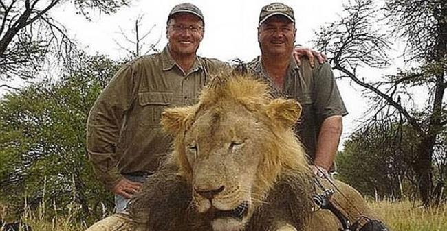 不少猎人千里迢迢猎杀狮子。