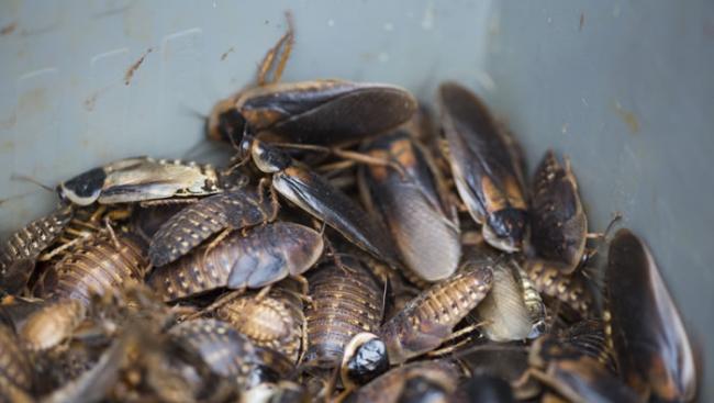 难怪这么难消灭：日本研究团队发现美洲母蟑螂具有无性生殖能力