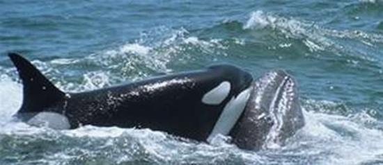 自然界最宏大的对决：一群虎鲸捕杀巨大座头鲸