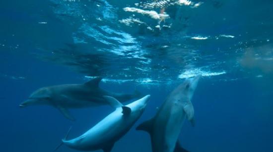 英国BBC纪录片《Dolphins: Spy in the Pod》揭秘海豚也会“吸毒”