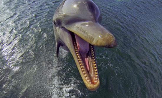 英国BBC纪录片《Dolphins: Spy in the Pod》揭秘海豚也会“吸毒”