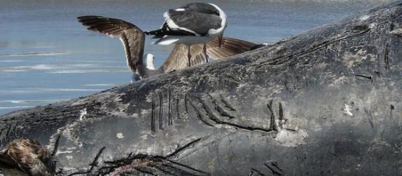 一头被冲上海滩的灰鲸幼鲸，身上有虎鲸咬伤的痕迹。不过，科学家很少记录到虎鲸能成功捕杀须鲸，即使是在捕猎灰鲸幼崽的时候。在座头鲸身上发现的虎鲸咬痕比其他任何鲸类都