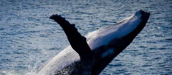 须鲸通常被视为体型巨大，但低调、被动的动物。罗伯特・皮特曼的研究揭示出了它们的另一面。在被虎鲸追逐的时候，一些须鲸物种会尝试甩掉它们。蓝鲸、长须鲸和小须鲸都会这