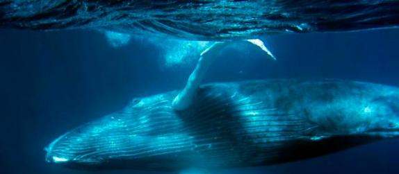 虎鲸又被称为杀人鲸，它们捕杀须鲸的原因，以及捕杀的频繁程度，一开始并不为人所知。另一方面，我们也不知道须鲸如何应对虎鲸的攻击。现在，科学家第一次记录下了虎鲸攻击