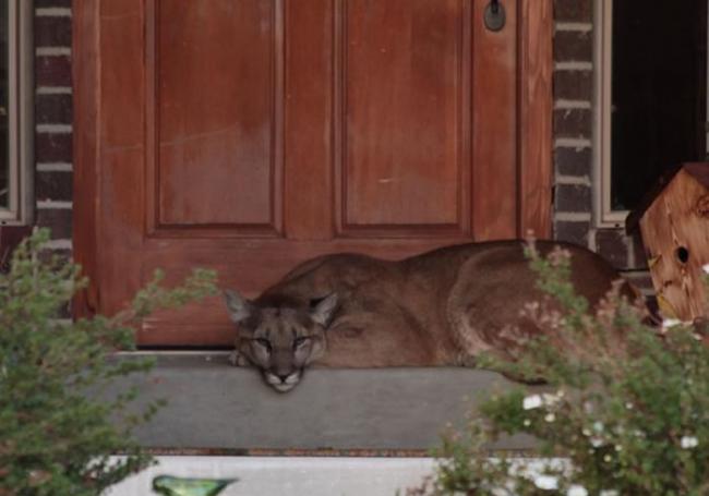 打开门发现居然有只山狮堵在门口睡觉
