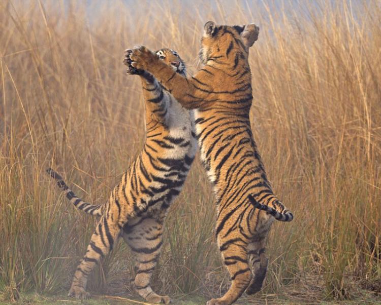 印度拉贾斯坦邦的伦滕波国家公园两只一岁大孟加拉虎在练习搏斗捕杀技巧