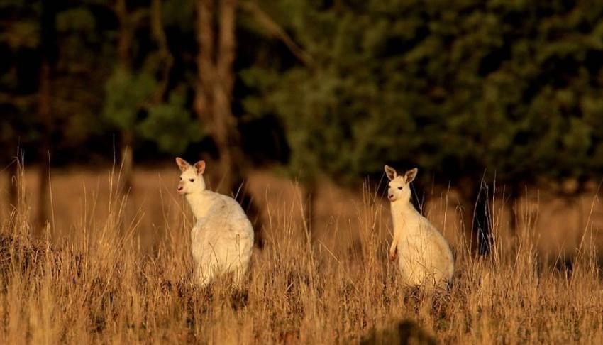 澳大利亚悉尼市利物浦多娜国家森林发现两只白化袋鼠