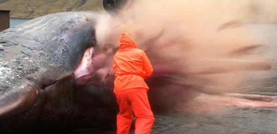 2013年11月生物学家解剖巨大抹香鲸尸体时发生大爆炸