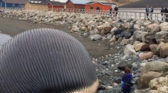 加拿大纽芬兰岛搁浅蓝鲸尸体快爆炸了