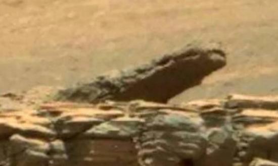 火星“鳄鱼”怪石晒日光浴