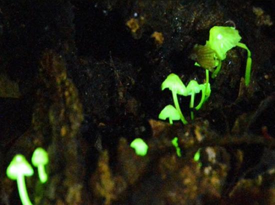 日本奄美大岛山中发现会发光的蘑菇