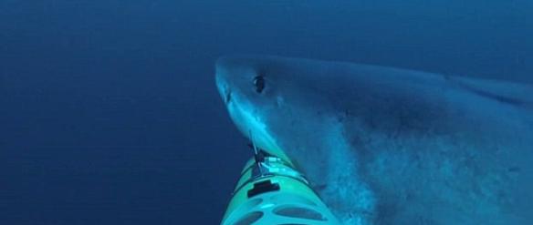 这条大白鲨潜伏在黑暗中，然后游出来，向机器人车发起攻击。