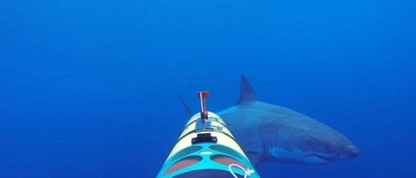 这条鲨鱼认识到机器人车不是食物时，就开始发起攻击，标记它的领地。这段视频有助于揭示鲨鱼在水中是如何捕猎的。
